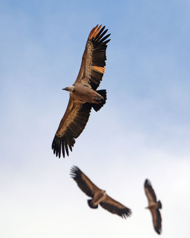 Grifoni, Gyps fulvus